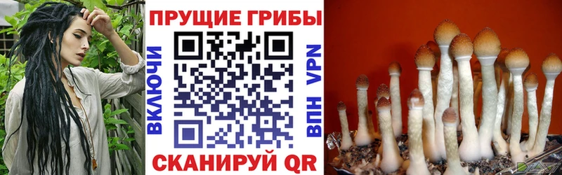 Купить где  Закаменск  Псилоцибиновые грибы мицелий 
